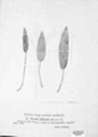 Puccinia bistortae image